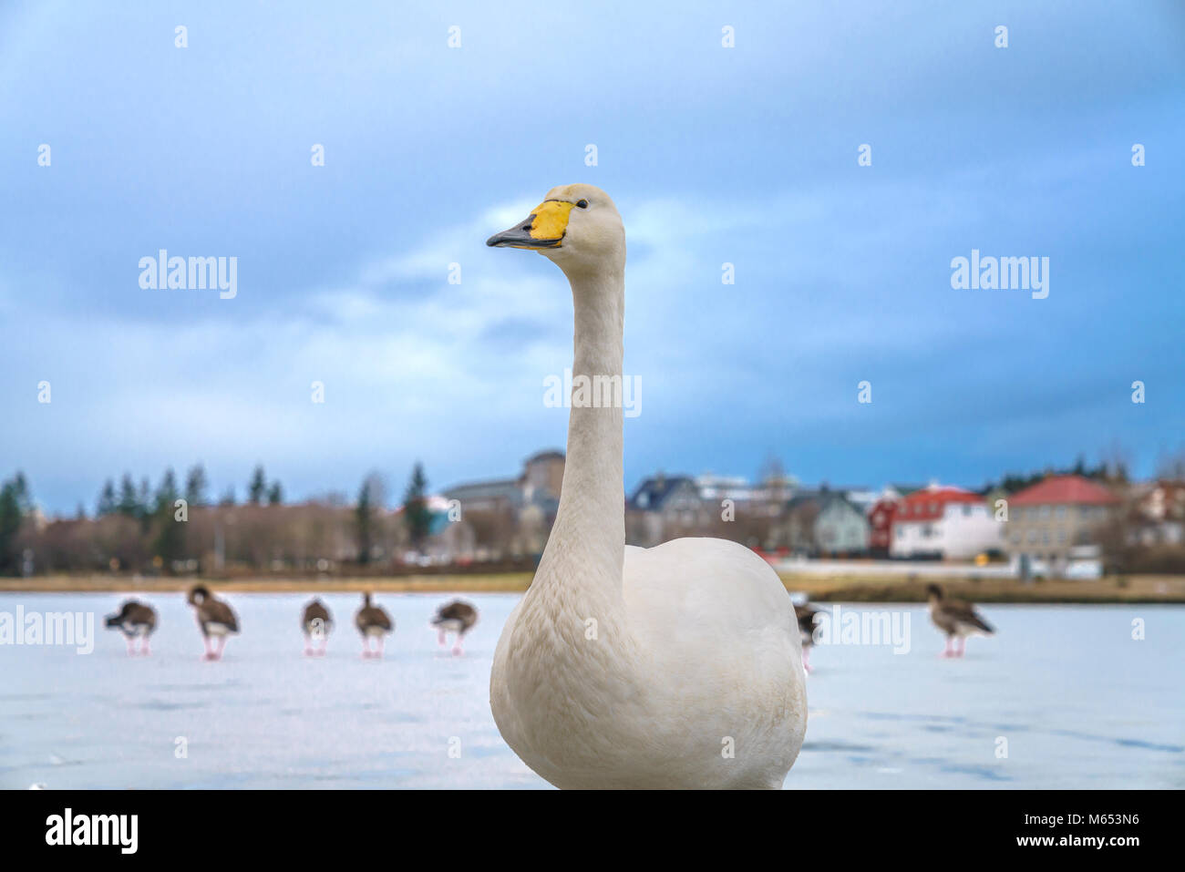 La vita degli uccelli sul laghetto di Reykjavik, inverno, Reykjavik, Islanda Foto Stock