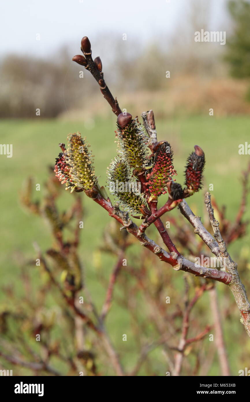 Salix purpurea Foto Stock