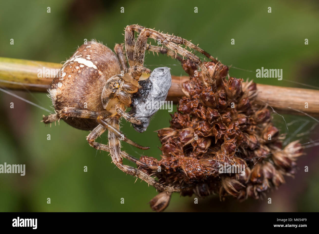 Giardino Spider (Araneus diadematus) su un impianto lo stelo con la sua preda avvolto. Tipperary, Irlanda Foto Stock