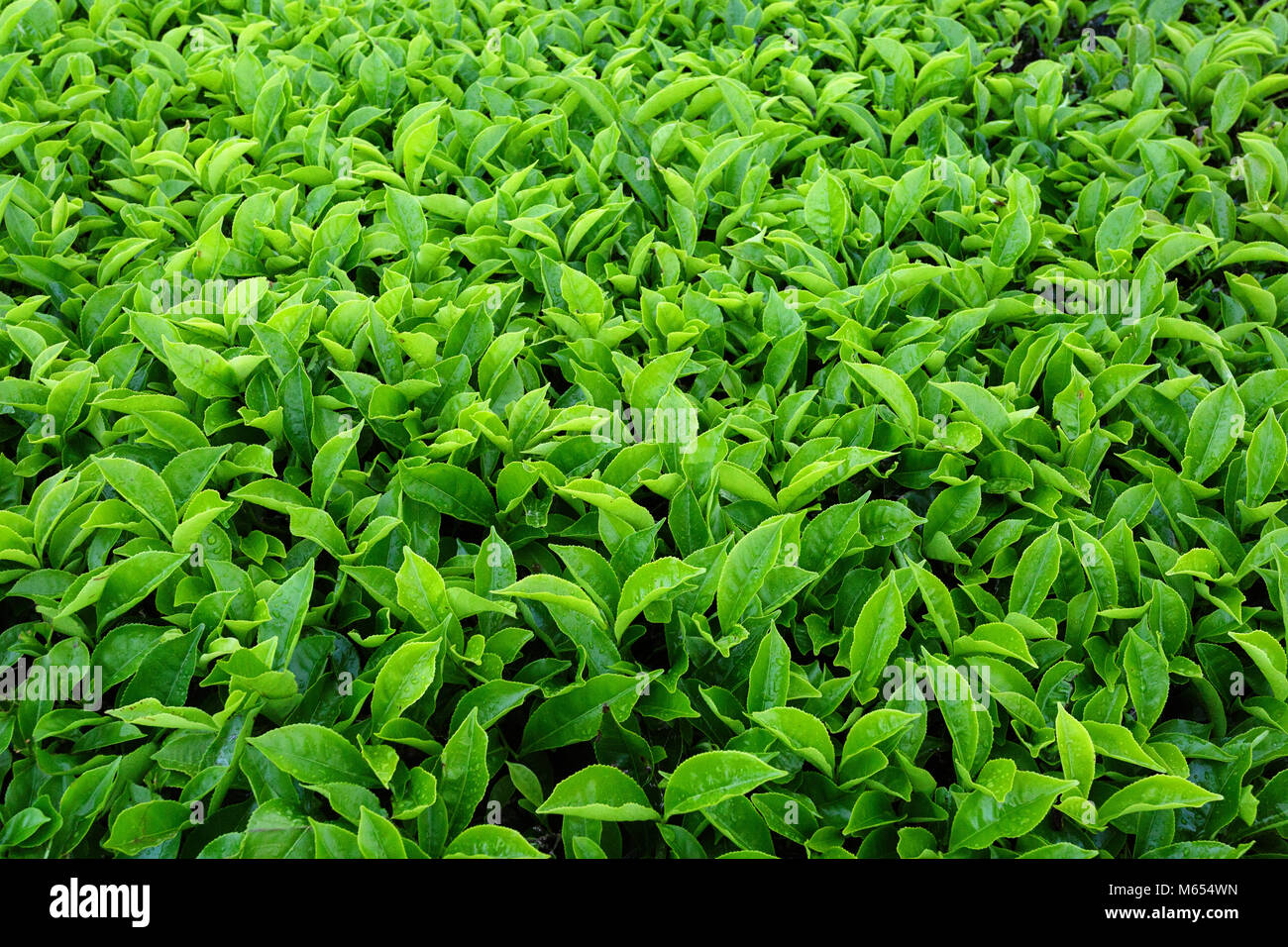 Primo piano di foglie di tè, la Malaysia, Asia Foto Stock