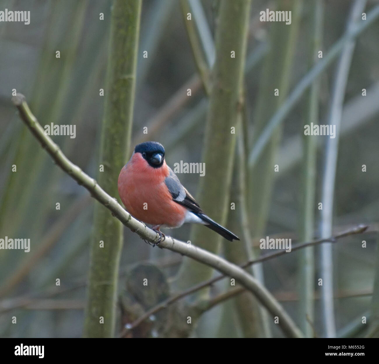 Bullfinch maschio; Pyrrhula pyrrhula; Foto Stock