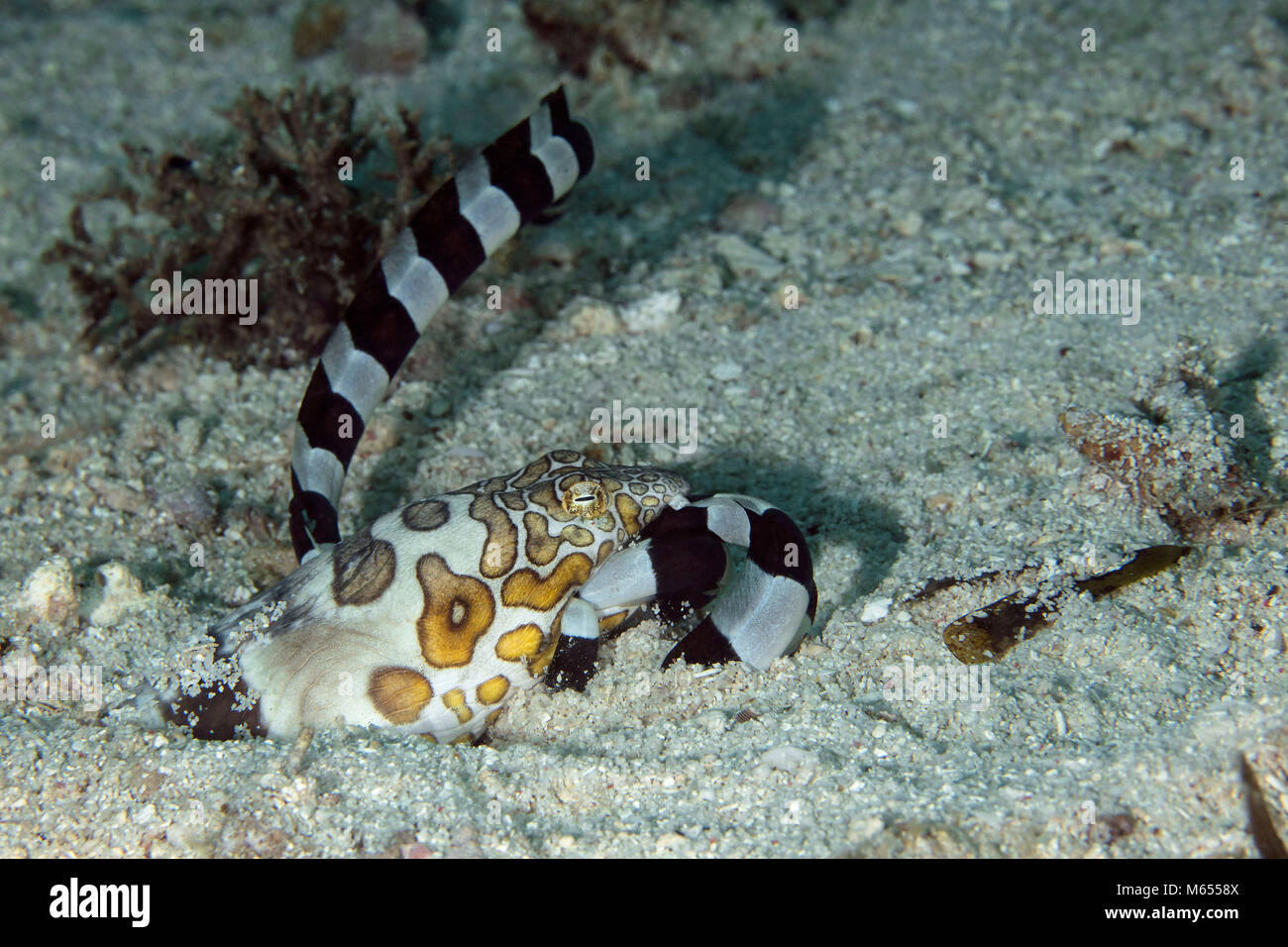 Napoleone snake anguille catturate harlequin snake anguilla e sta cercando di mangiare la sua preda Foto Stock