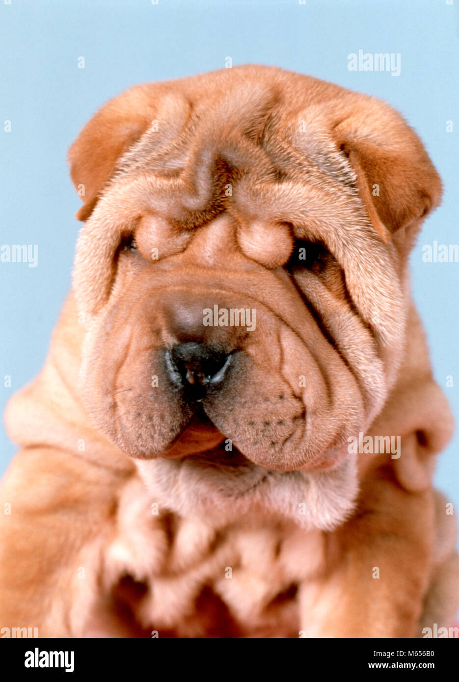 SHAR-PEI cucciolo di cane - CD00879 CAM001 HARS shar-pei Foto Stock