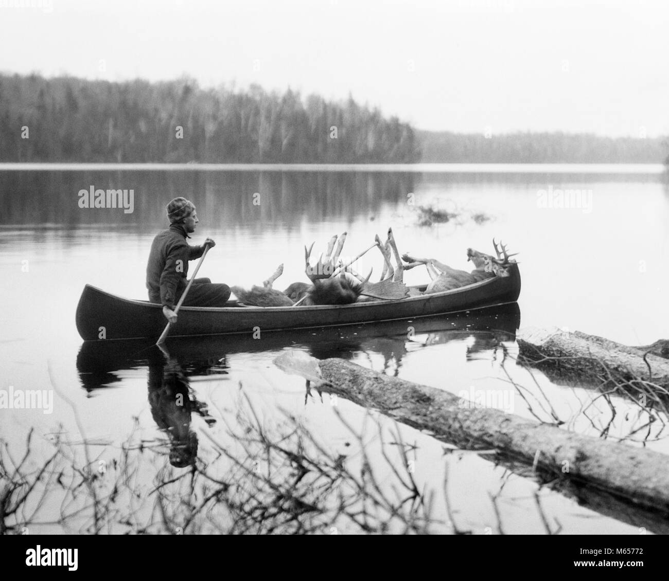 1920s uomo guida caccia canoa kayak nel lago che trasportano le alci e cervi carcasse - h97 HAR001 HARS ricreazione direzione maschile isolato deserto stagione guida cacciatori solitari maschi MID-adulto metà uomo adulto PADDLING PRIMITIVA STAGIONALE REMOTO WILDLIFE B&W BIANCO E NERO CERVO CARCASSA alci in vecchio stile persone Foto Stock