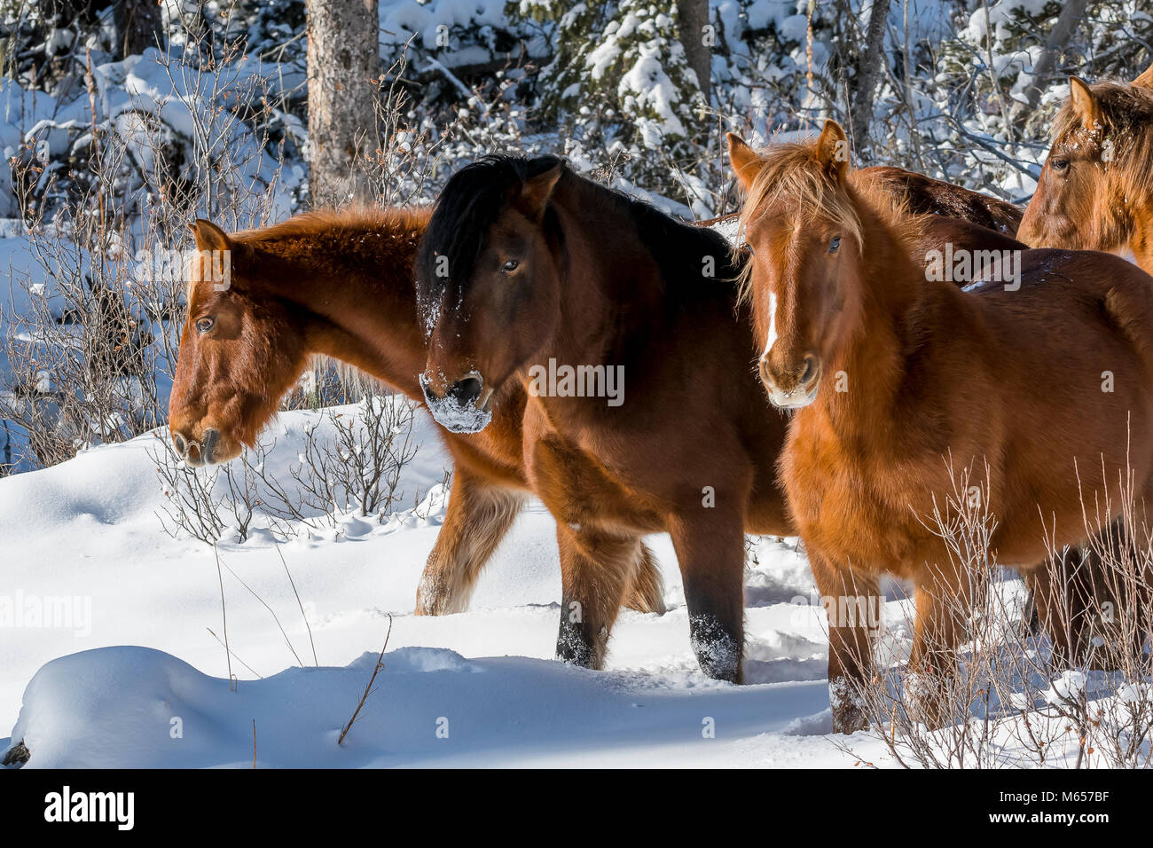 Wild_cavalli selvatici che pascolano nella neve in inverno lungo la silvicoltura Trunk Road_Alberta Foto Stock