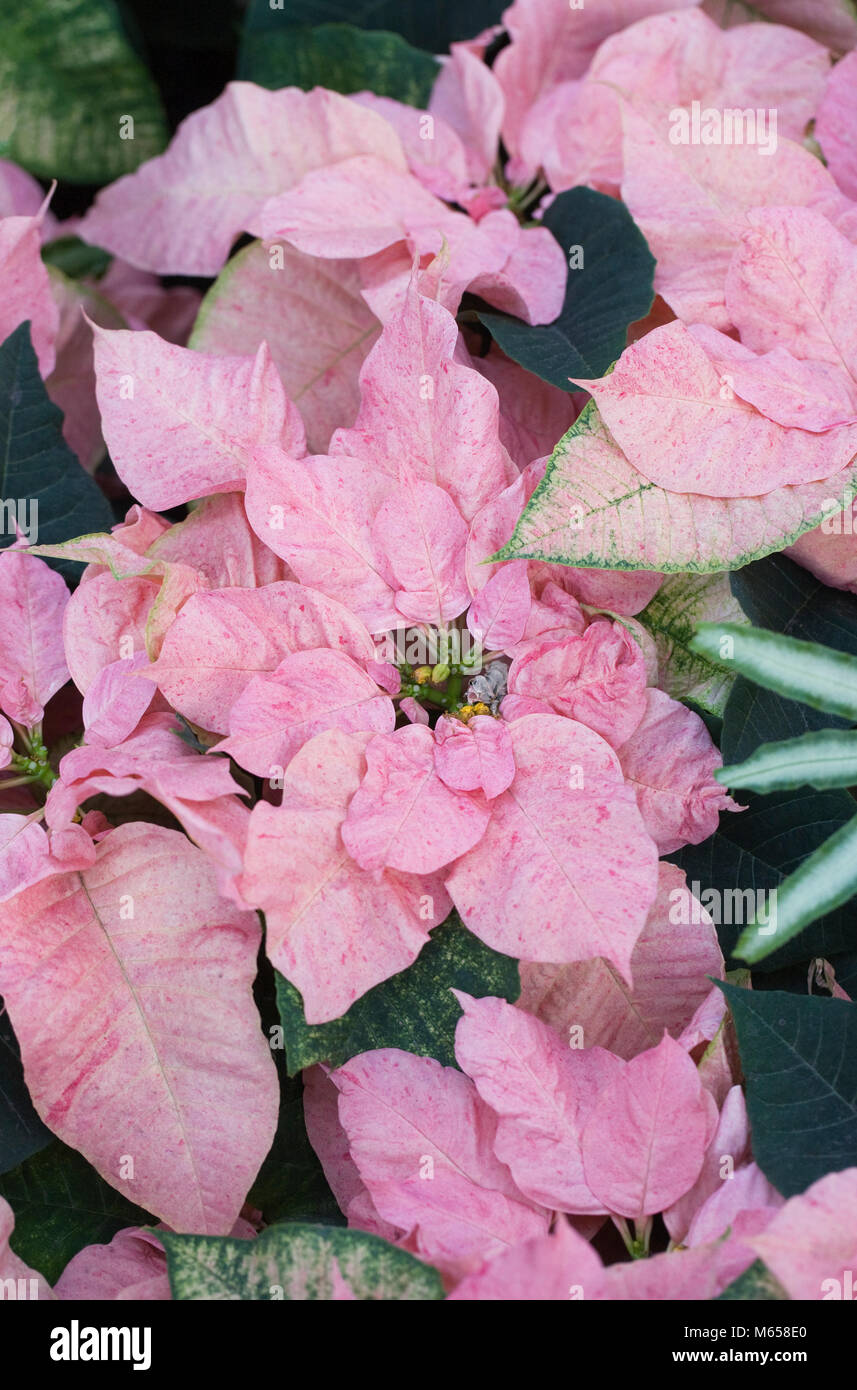 Euphorbia pulcherrima "menta piperita Ruffles' impianto, crescendo in un ambiente protetto. Foto Stock