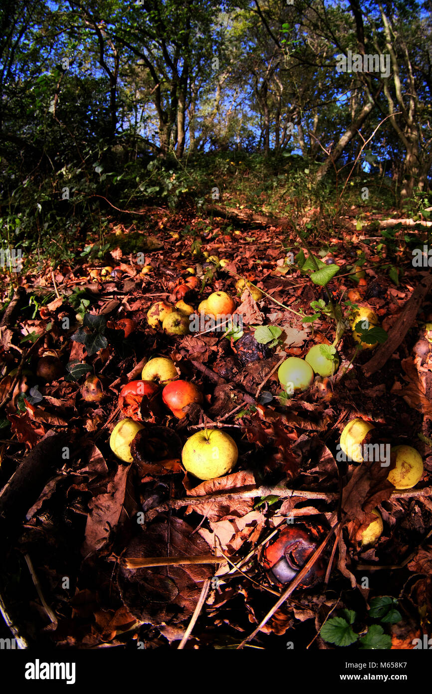 Ottobre 2017 - caduta di vento apple marciume su un pavimento di Orchard Foto Stock