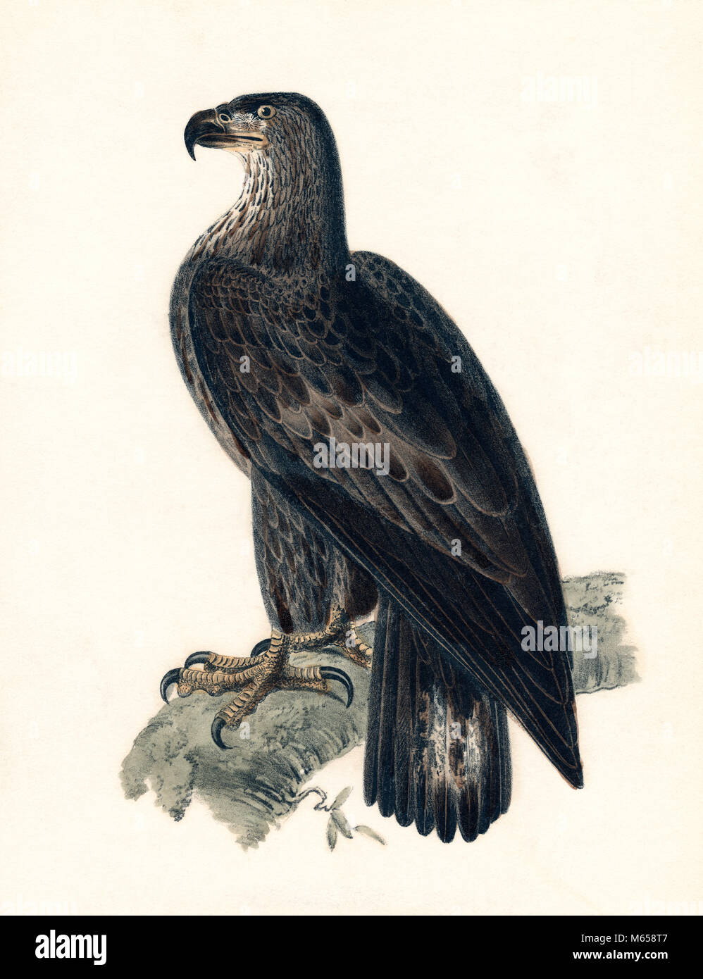 Immaturo AMERICAN aquila calva (Haliaeetus leucocephalus) ILLUSTRAZIONE DI AUDUBON - KB32310 CPC001 HARS uovo-posa feroce Haliaeetus leucocephalus immaturo Giovanni Giacomo uccello nazionale di vecchio stile Foto Stock