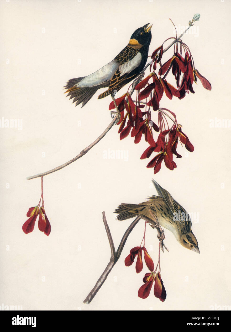 1.830 s disegno femmina maschio BOBOLINK uccelli canori (Dolichonyx oryzivorus) IN ACERO colore mezzetinte - KB32312 CPC001 HARS WHIRLYBIRDS Foto Stock