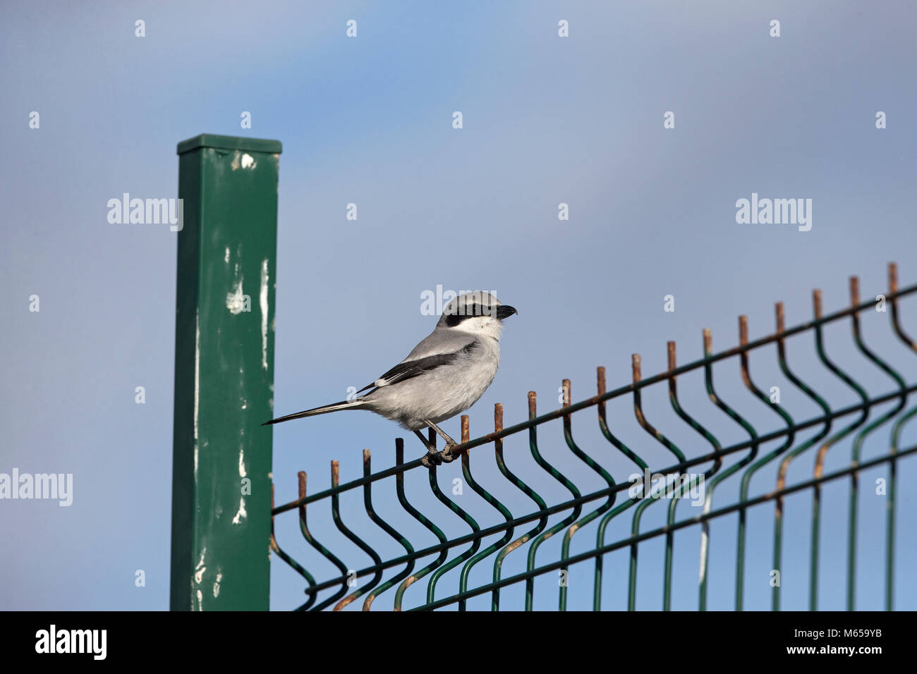 Grigio meridionale (Shrike Lanius meridionalis koenigi) Foto Stock