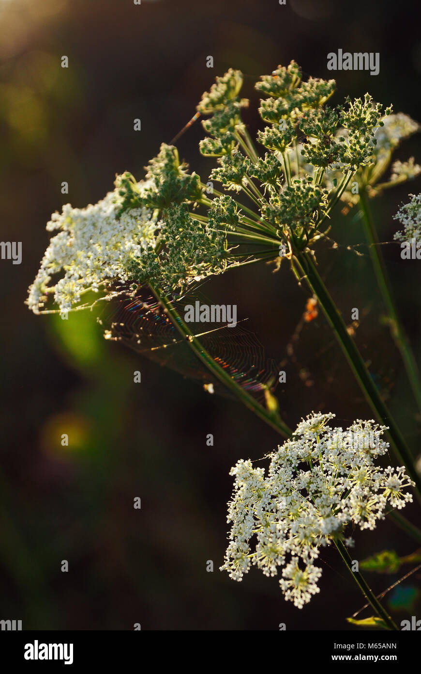 Fiori di un erba di prato e web alla luce del sole Foto Stock