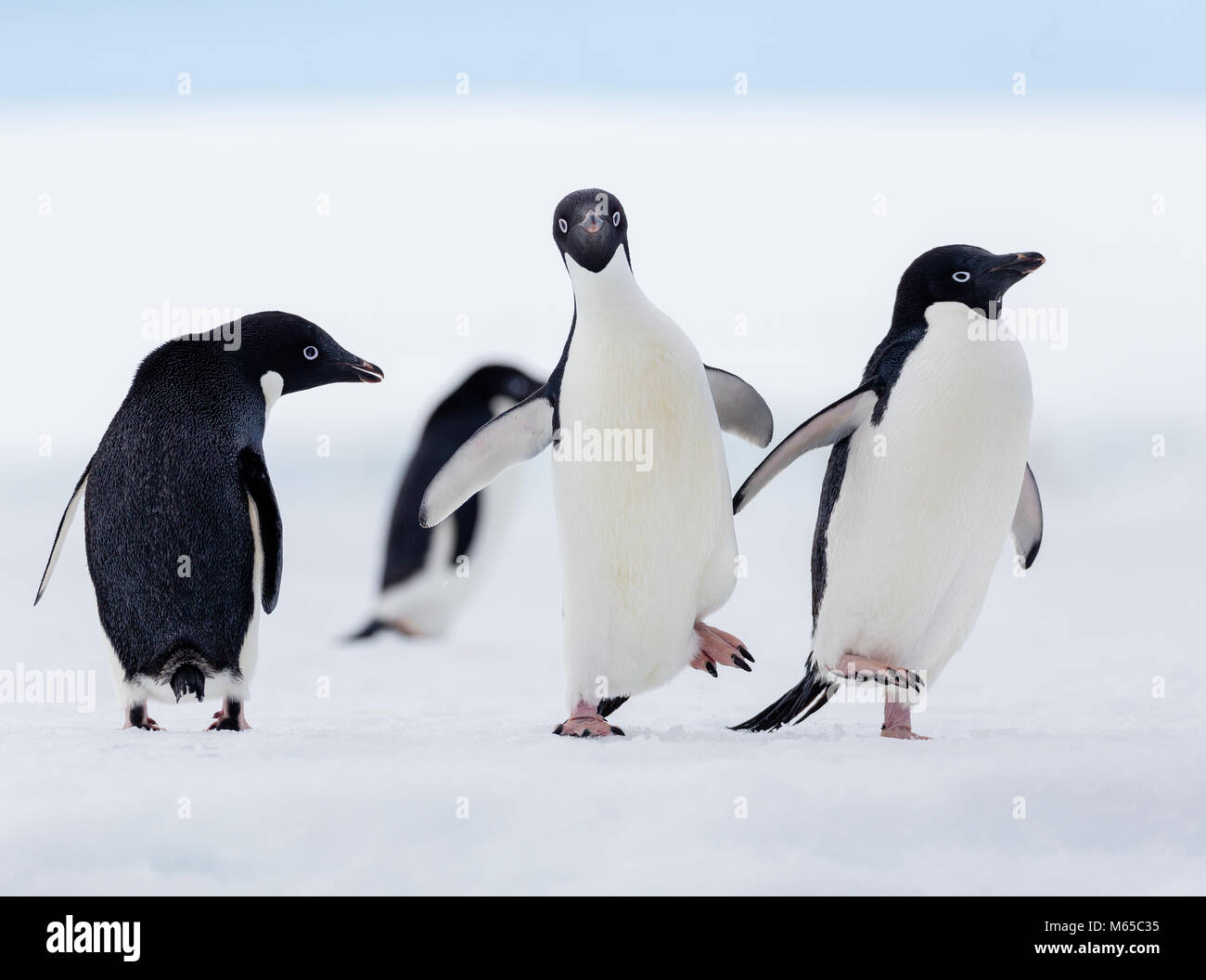 Un gruppo di pinguini Adelie a piedi su un flusso di ghiaccio al largo della costa di Joinville Island in Antartide suono, l'Antartide. Foto Stock