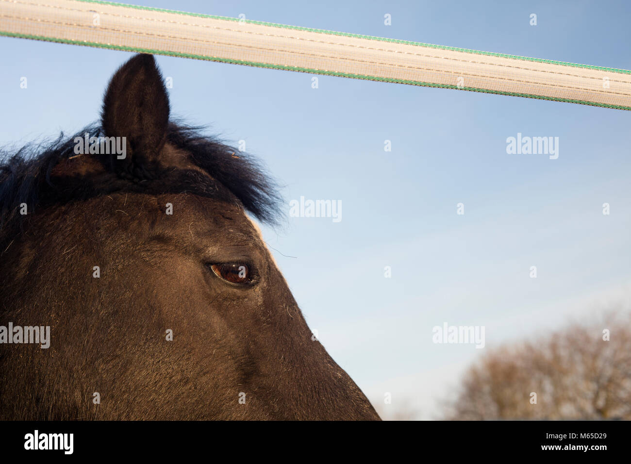 Dettaglio del pony scuro in stabile. Foto Stock