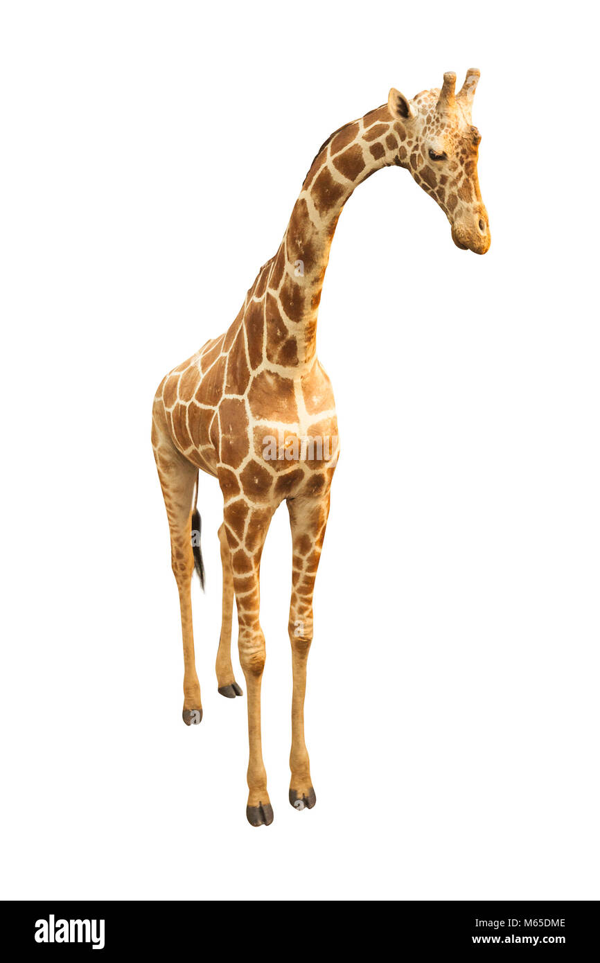 La giraffa animale selvatico isolati su sfondo bianco Foto Stock