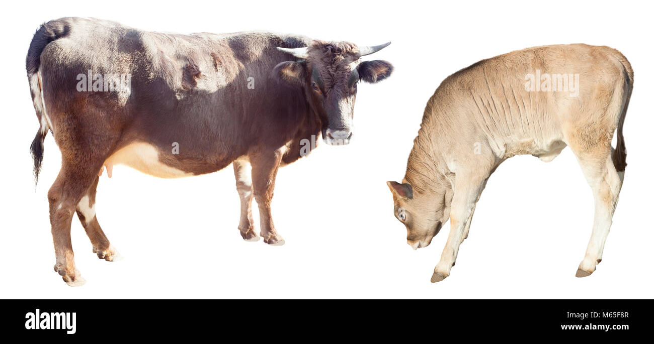 Madre di mucca e di bovini di vitello isolati su sfondo bianco Foto Stock
