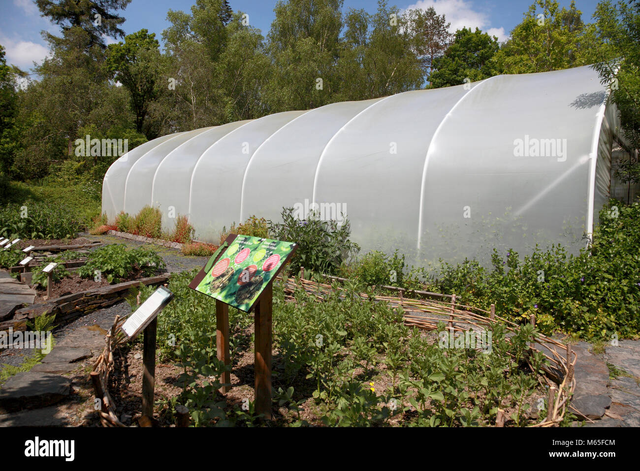 La parte esterna di un polytunnel presso il Centre for Alternative Technology, Machynlleth con letti sollevata in primo piano Foto Stock