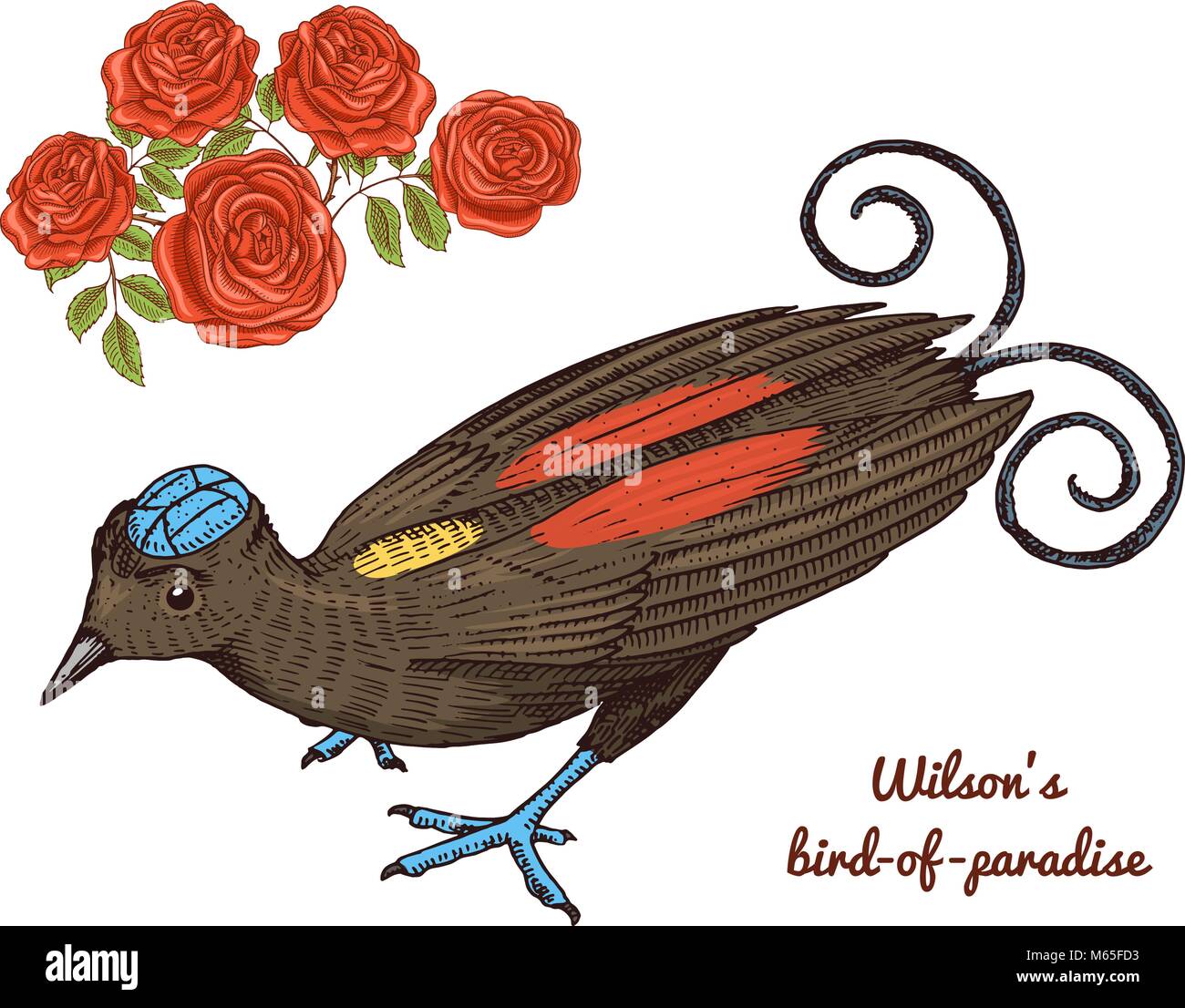 Wilson piccolo uccello del paradiso in Australia. Exotic Tropical icone di animale. Utilizzare per matrimoni, partito. incisi disegnati a mano nel vecchio sketch. Illustrazione Vettoriale