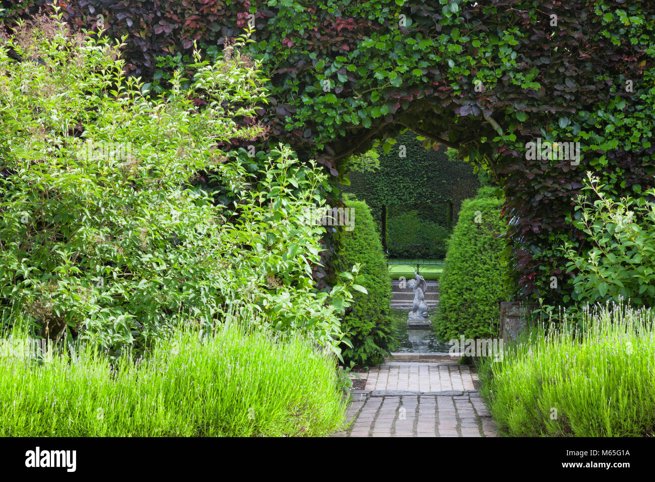 Arco in una siepe tagliati attraverso la fioritura lavanda che conduce ad un laghetto con acqua di pietra ornamentale statua, in un lussureggiante giardino estivo . Foto Stock