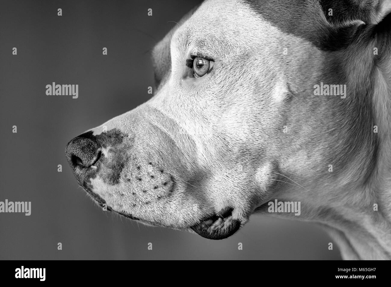Questo primo piano mostra il profilo di un pitbull di razza mista Cane (americano e americano Staffordshire Pit Bull Terriers) (Canis lupus familiaris) Foto Stock