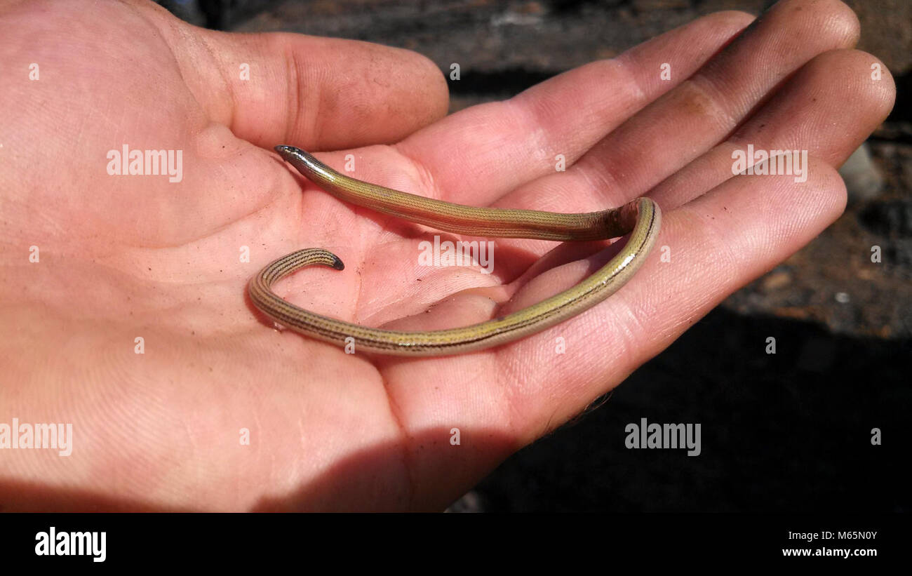 California Legless Lizard. Sì, una lucertola legless, non un serpente-l'unica specie di lucertola legless in California. Scavando una specie che è visto raramente a meno di scoperte, esso può essere orologio notturno durante il periodo estivo ma occasionalmente avvistato su strade di notte. Foto Stock