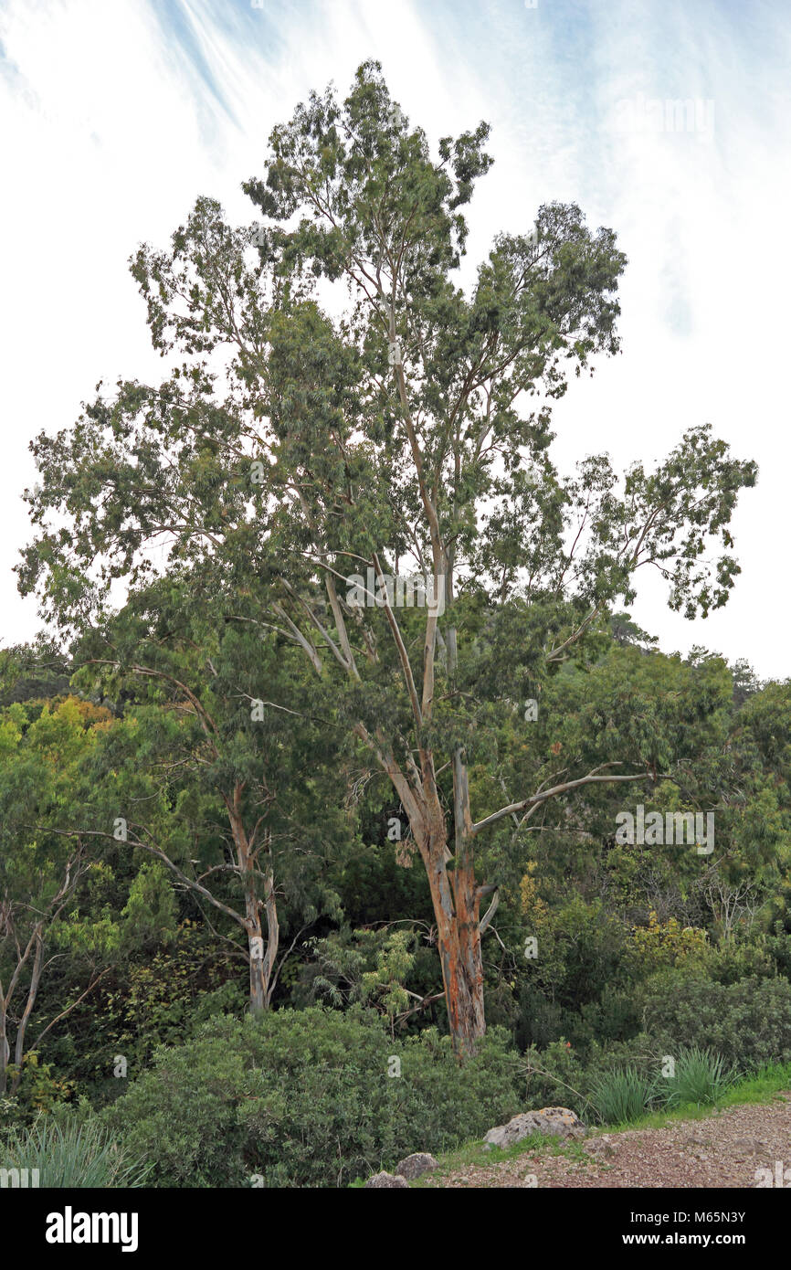 Murray Gomma rossa Tree (Eucalyptus camaldulensis) Foto Stock