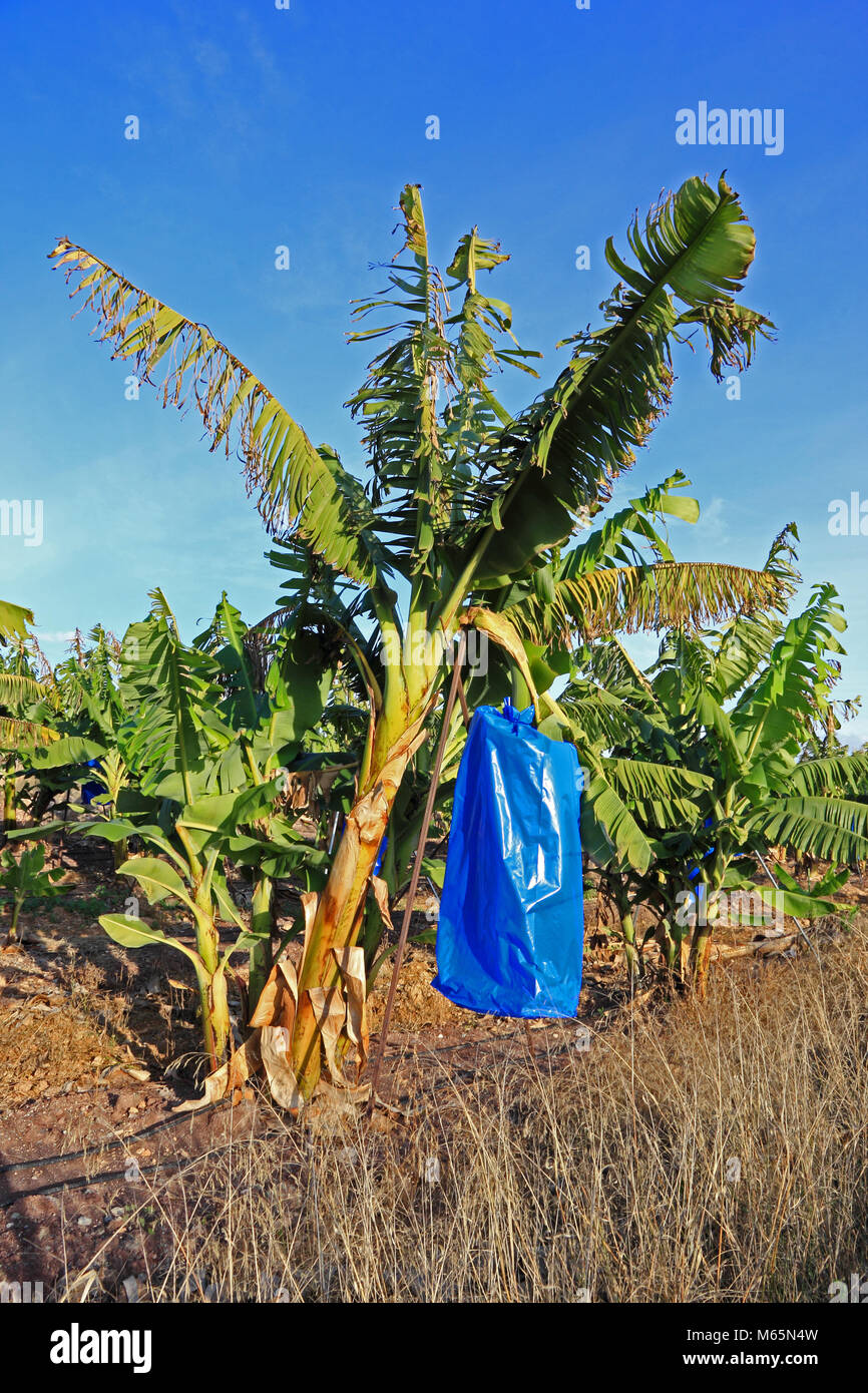 Alberi di banane con frutta coperti con blu di sacchetti di plastica per dissuadere gli insetti e proteggere la frutta dal meteo. Foto Stock