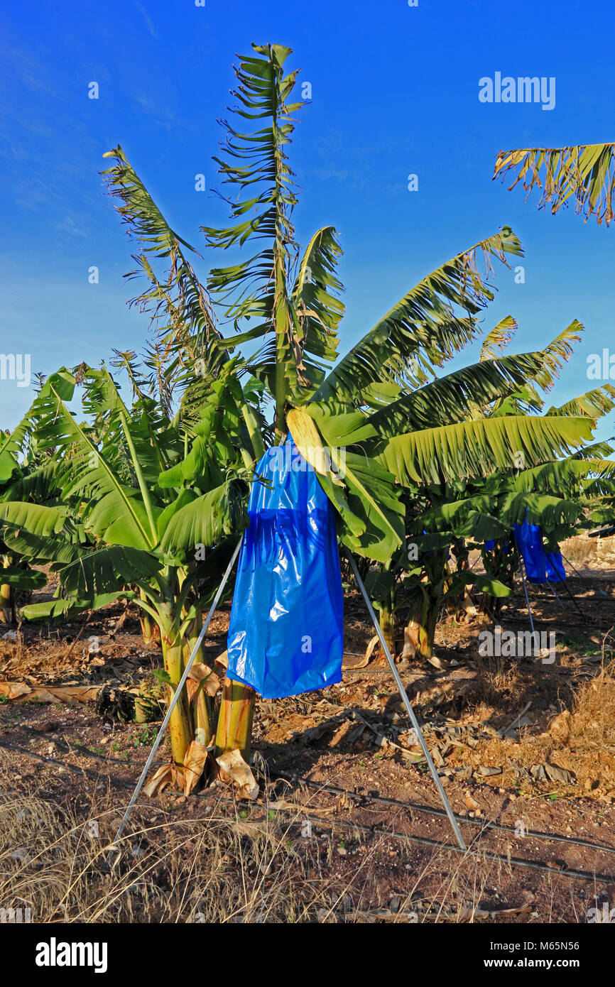 Alberi di banane con frutta coperti con blu di sacchetti di plastica per dissuadere gli insetti e proteggere la frutta dal meteo. Foto Stock