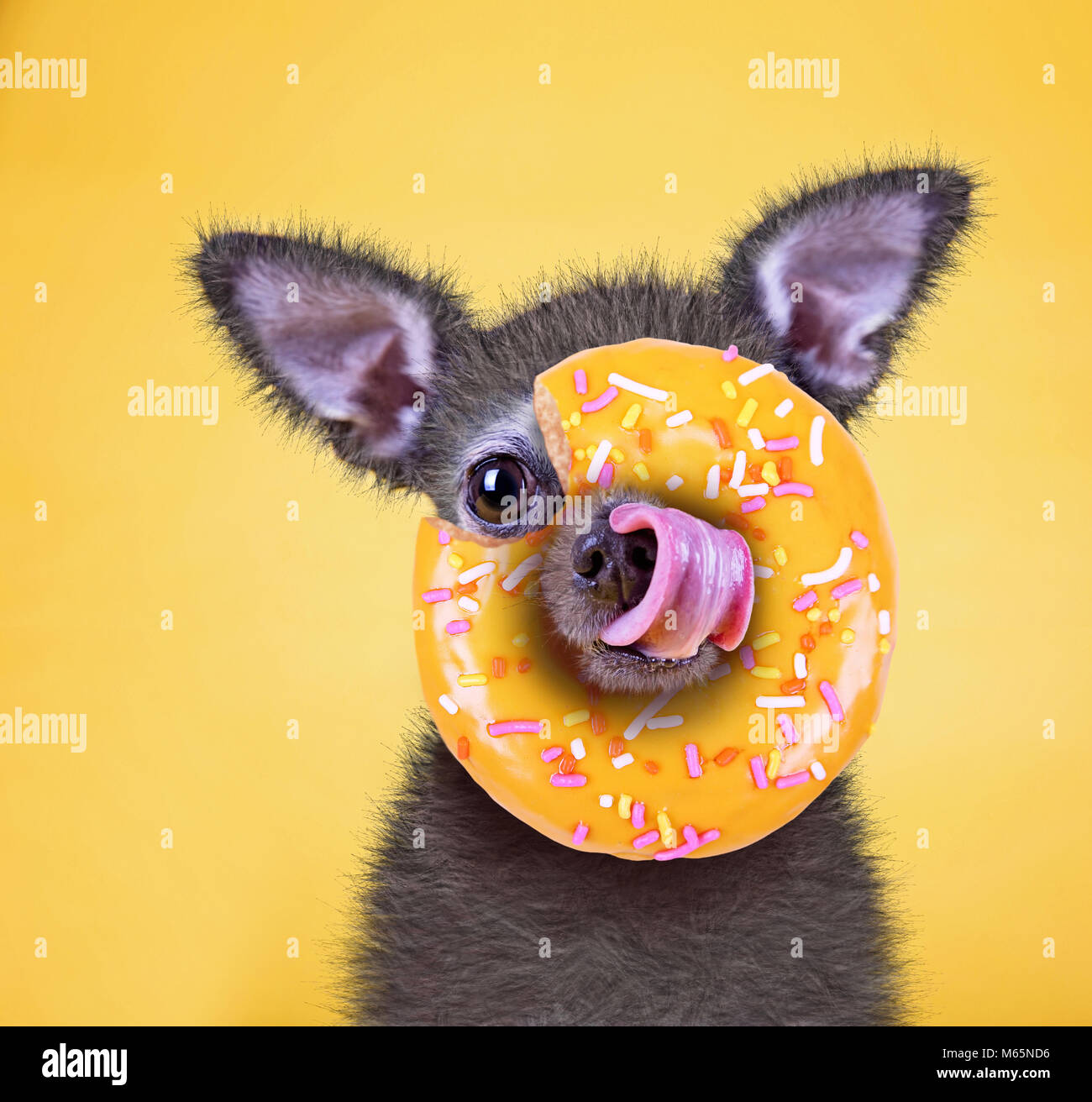 Carino piccolo chihuahua leccare il suo naso con una ciambella arancione coperta con un pizzico su un brillante sfondo giallo studio shot Foto Stock