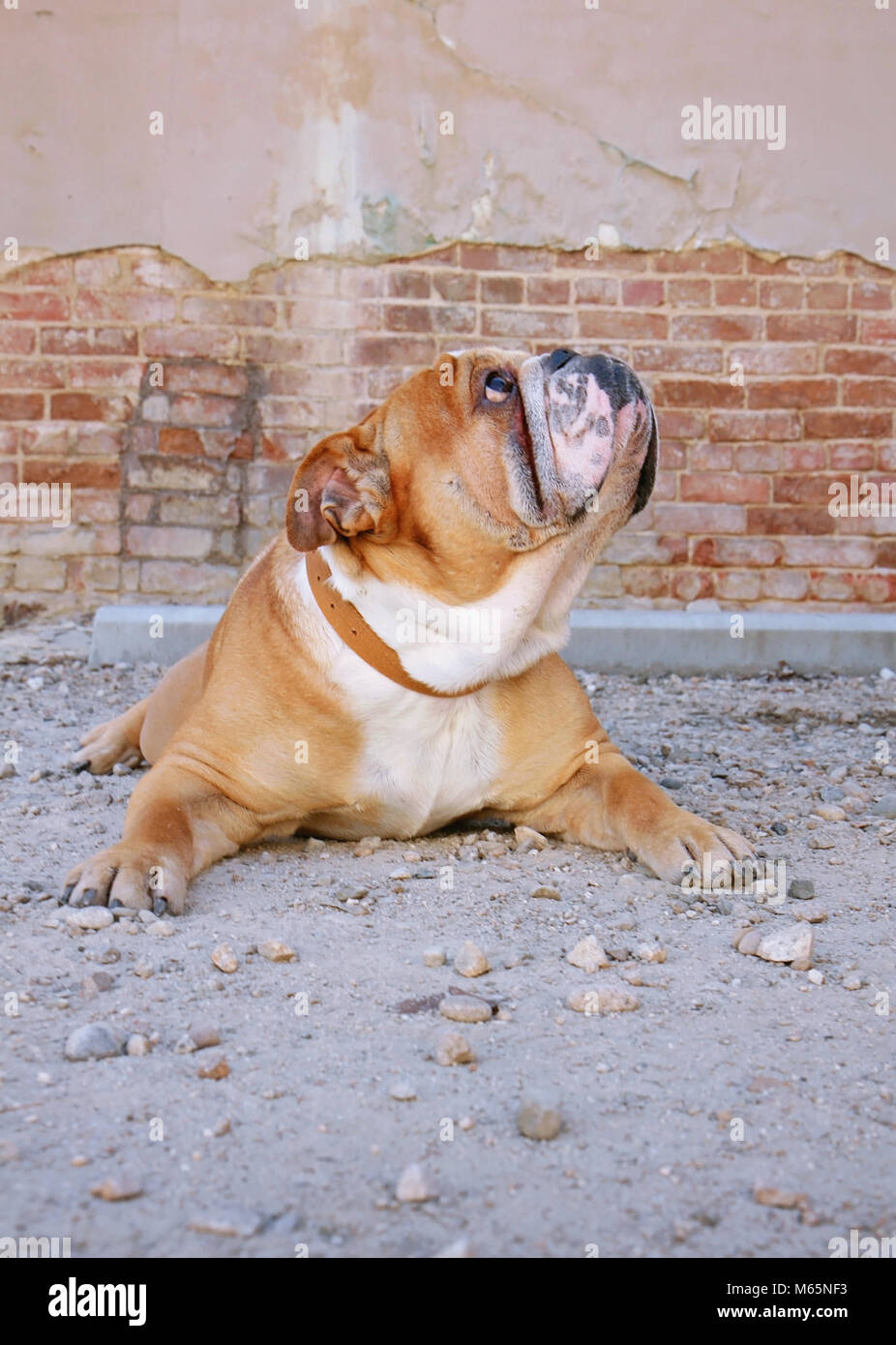 Bulldog fuori godendo di una calda giornata estiva Foto Stock