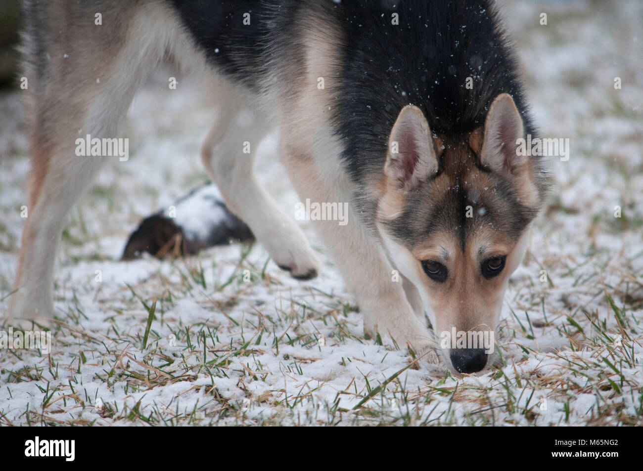 Giovani Siberian Husky cucciolo svolge nella neve per la prima volta. Foto Stock