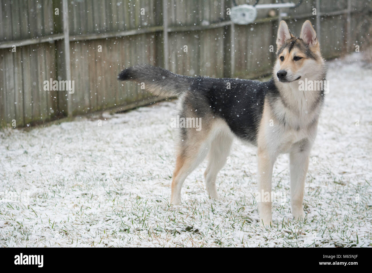 Giovani Siberian Husky cucciolo svolge nella neve per la prima volta. Foto Stock