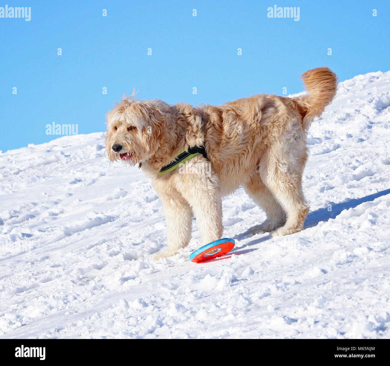 Golden doodle giocare con un giocattolo in cima ad una collina su una soleggiata giornata invernale Foto Stock