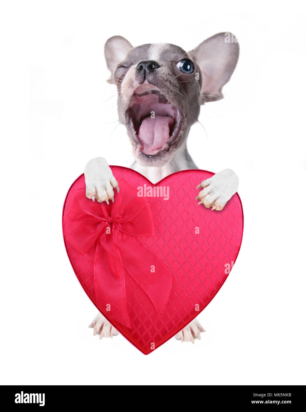 Carino bulldog francese cucciolo tenendo un rosso a forma di cuore ad una scatola di cioccolatini per san valentino isolato su uno sfondo bianco Foto Stock