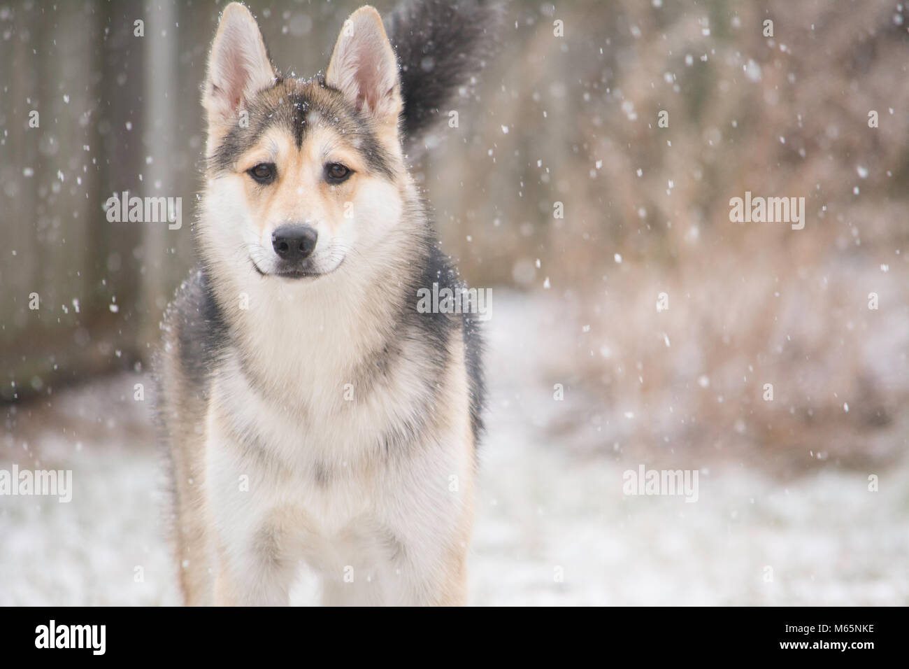 Giovani Siberian Husky cucciolo svolge nella neve per la prima volta. Foto Stock