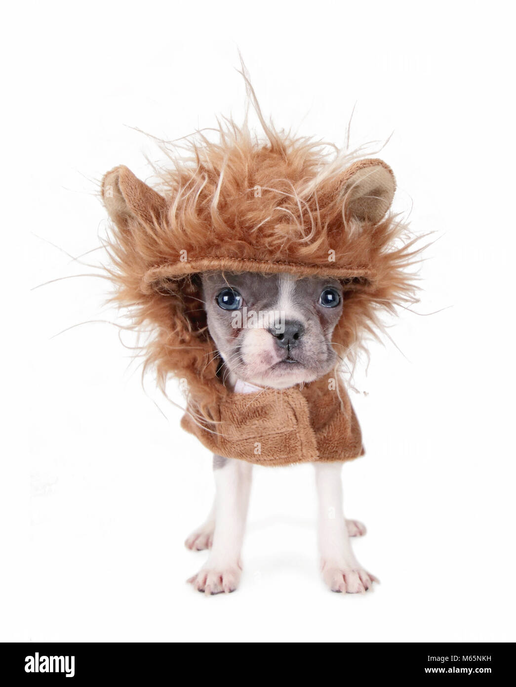 Tiny bulldog francese cucciolo in un costume di lion isolato su uno sfondo bianco Foto Stock