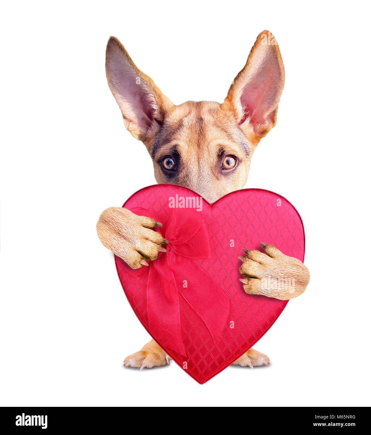 Carino pastore tedesco cucciolo tenendo un rosso a forma di cuore ad una scatola di cioccolatini per san valentino isolato su uno sfondo bianco Foto Stock