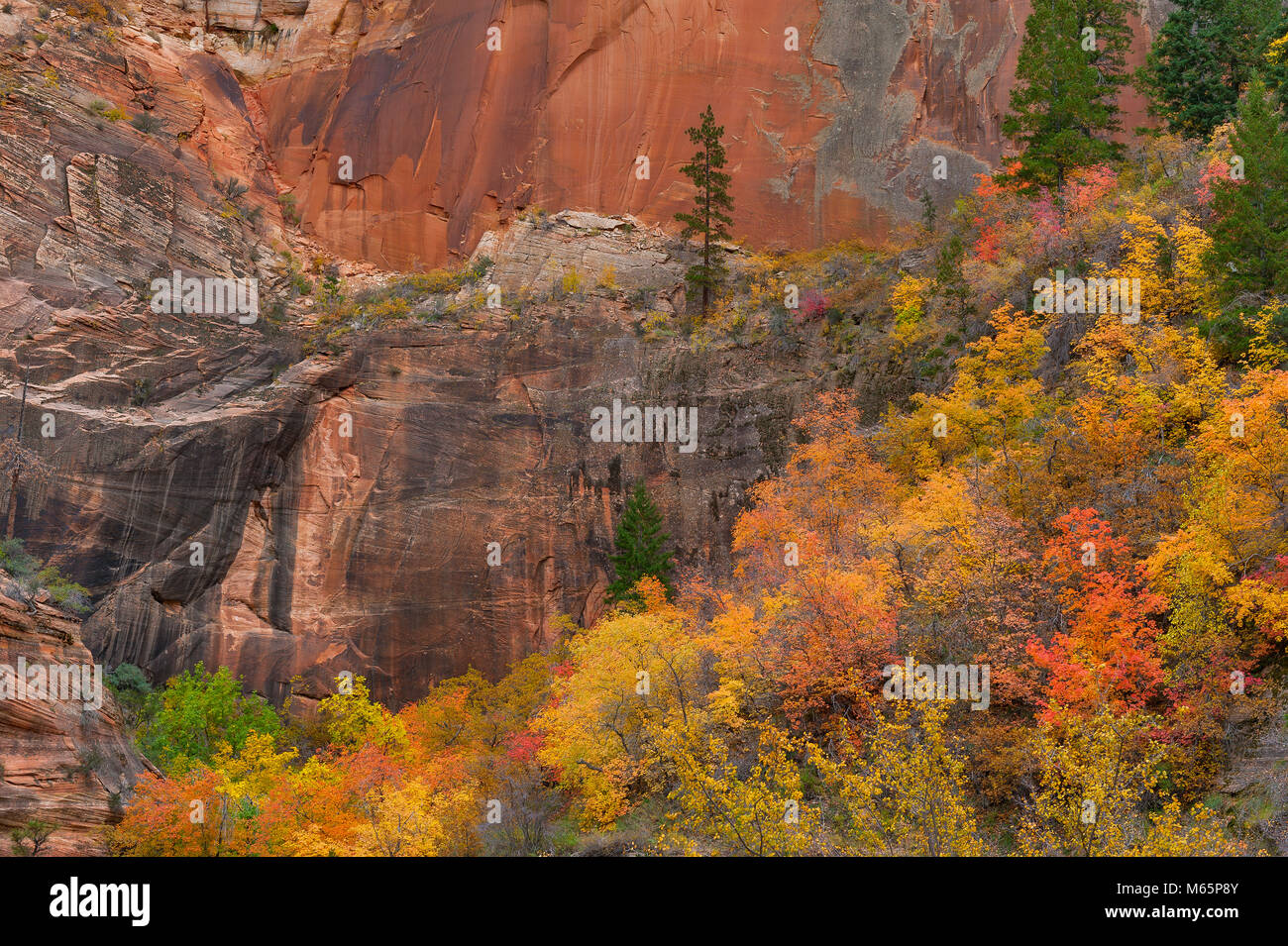 Bigtooth Acero Acer grandidentatum, Echo Canyon Zion National Park, Utah Foto Stock