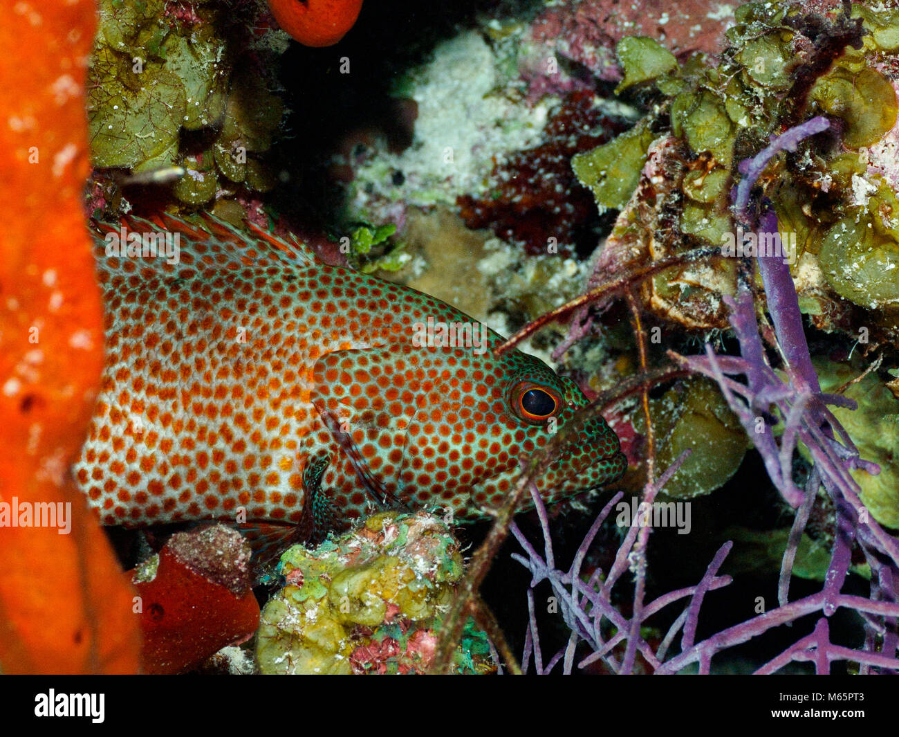 Graysby cernia di riposo in corallo colorato e spugna Foto Stock