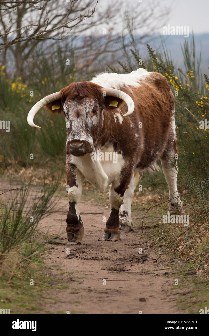 Long Horn bovini britannici vagabondare liberamente Foto Stock