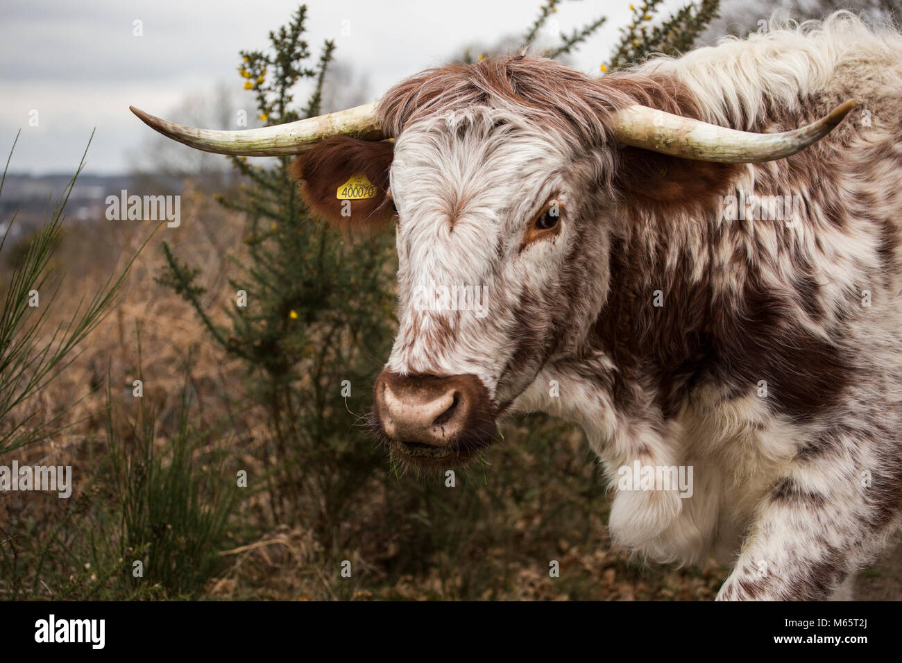 Long Horn bovini britannici vagabondare liberamente Foto Stock