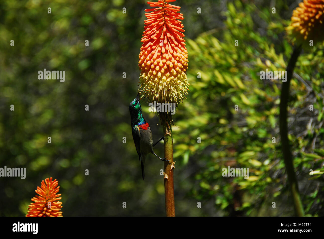 Primo piano di una bella doppia acciuffato Sunbird (Cinnyris pulchellus) alimentazione su un Red Hot Poker (Tritoma) fiore il nettare, in Sud Africa. Foto Stock