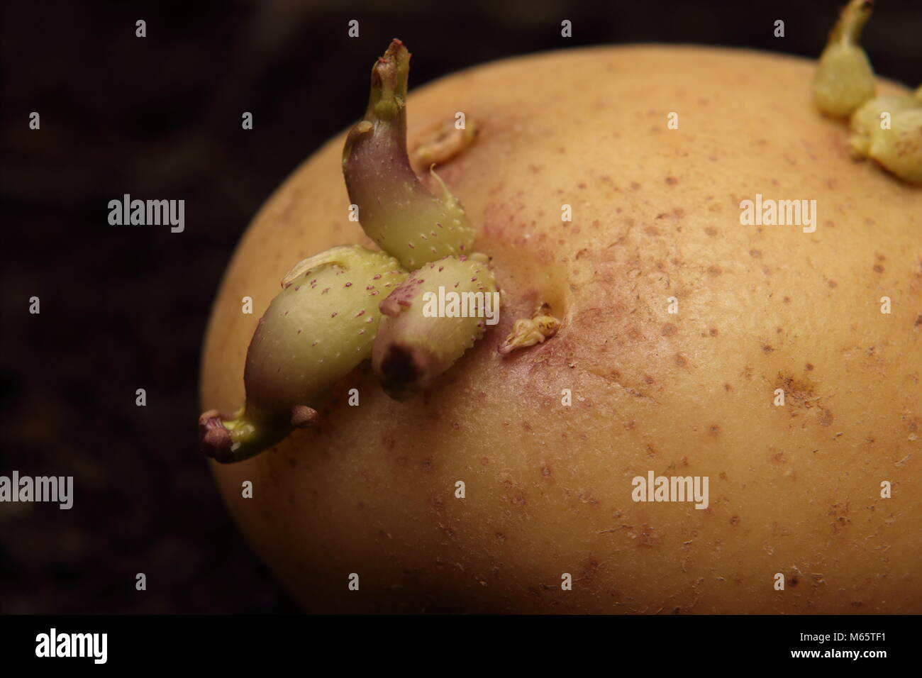 Potato chitting sul compost riempito il vassoio Semi di Solanum tuberosum Foto Stock