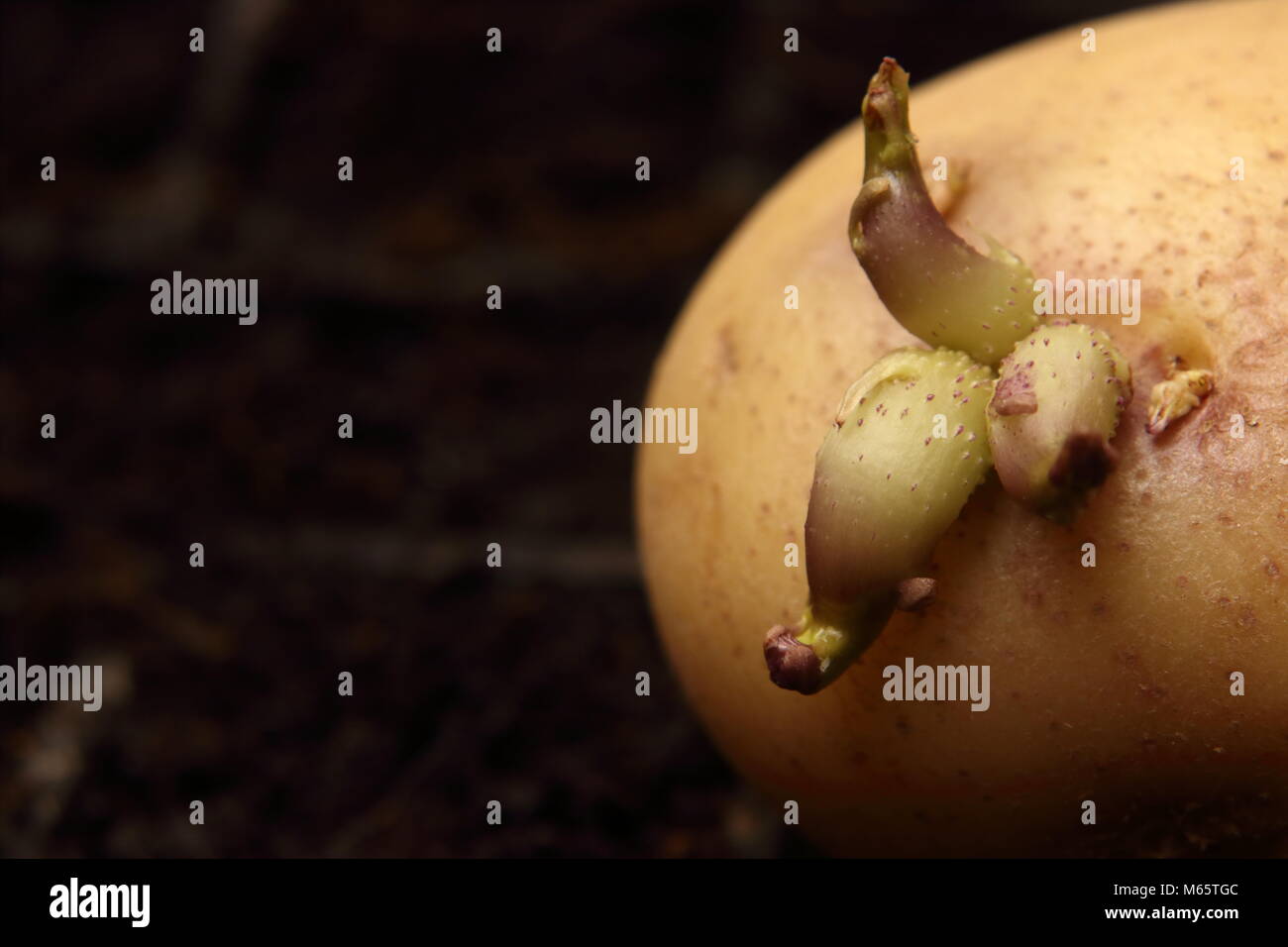 Potato chitting sul compost riempito il vassoio Semi di Solanum tuberosum Foto Stock