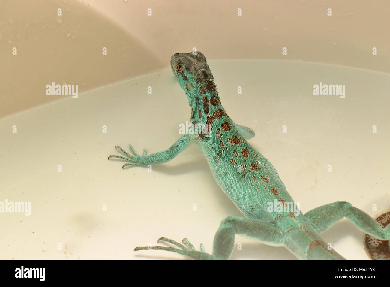 I capretti blue morph di iguana verde nella vasca da bagno Iguana iguana Foto Stock