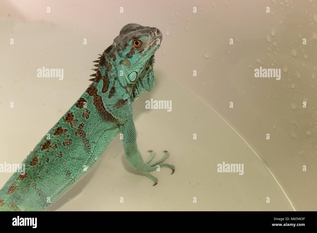 I capretti blue morph di iguana verde nella vasca da bagno Iguana iguana Foto Stock