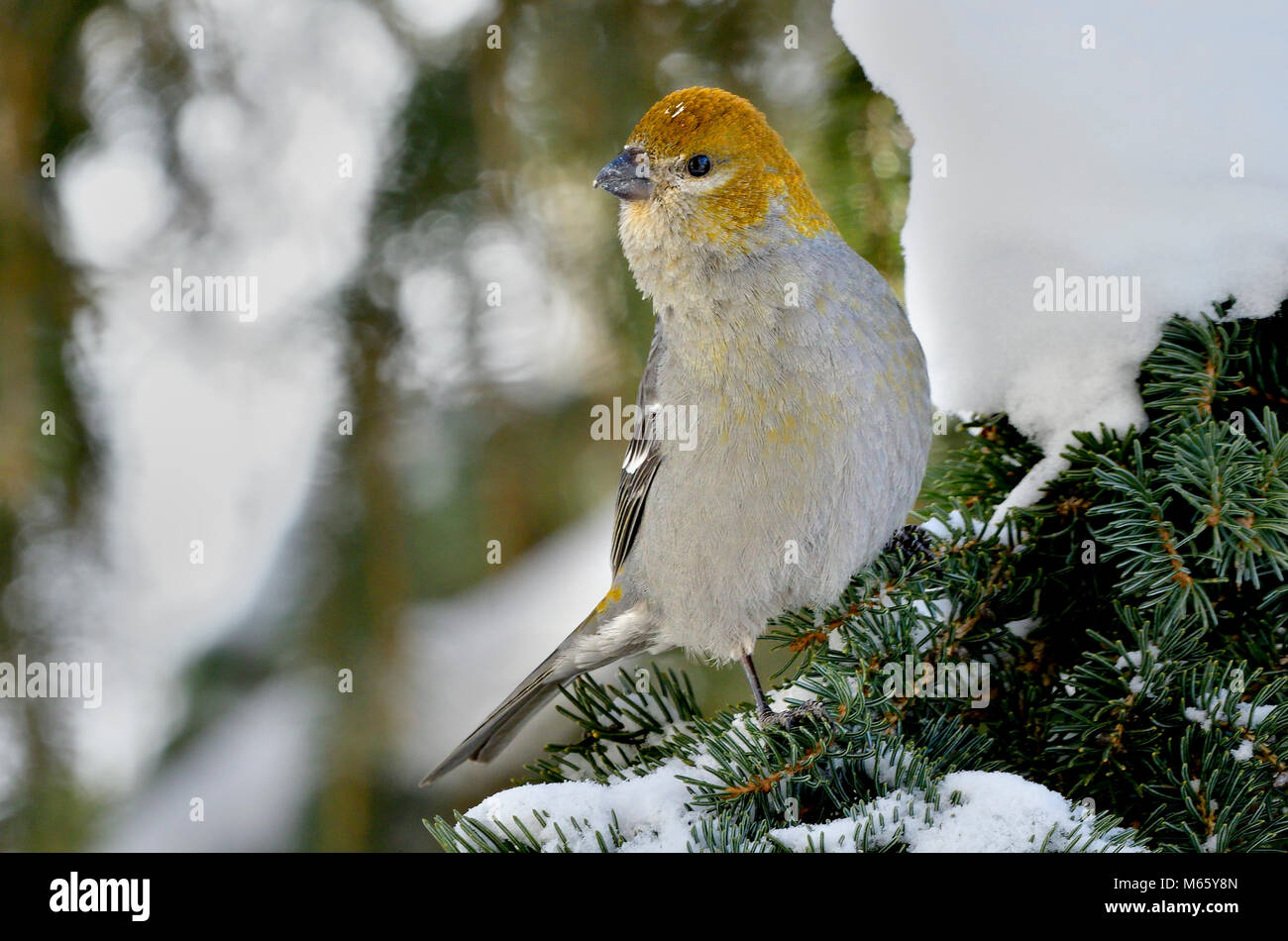Una immagine ritratto di una donna selvaggia Pine Grosbeak bird arroccato su un abete ramo di albero con la neve sullo sfondo verde nelle zone rurali di Alberta in Canada. Foto Stock