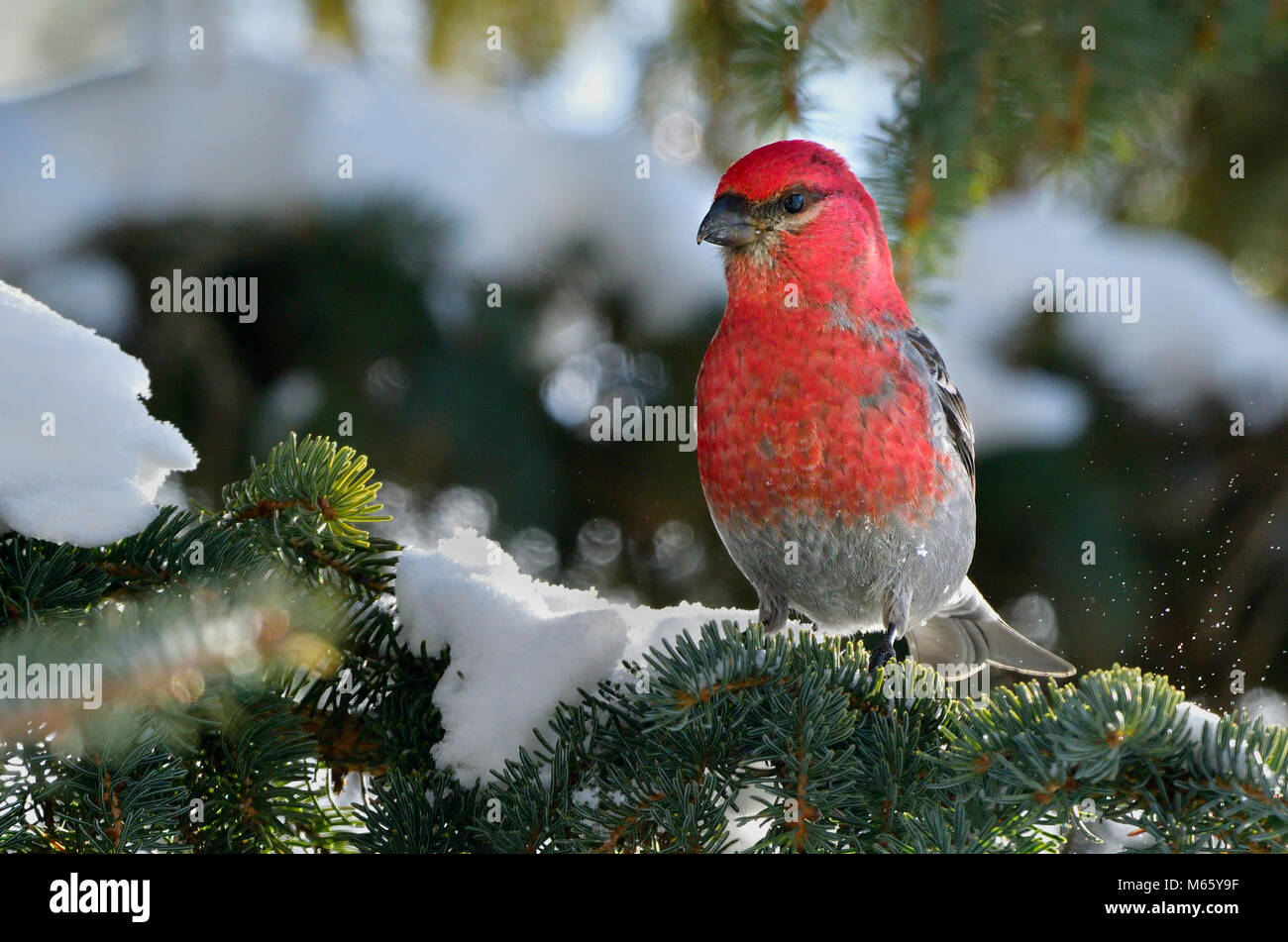 Una immagine ritratto di un selvaggio maschio rosso Grosbeak Pino bird arroccato su un abete ramo di albero con la neve sullo sfondo verde nelle zone rurali di Alberta in Canada. Foto Stock