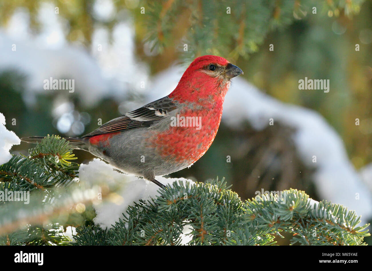 Una immagine ritratto di un selvaggio maschio rosso Grosbeak Pino bird arroccato su un abete ramo di albero con la neve sullo sfondo verde nelle zone rurali di Alberta in Canada. Foto Stock