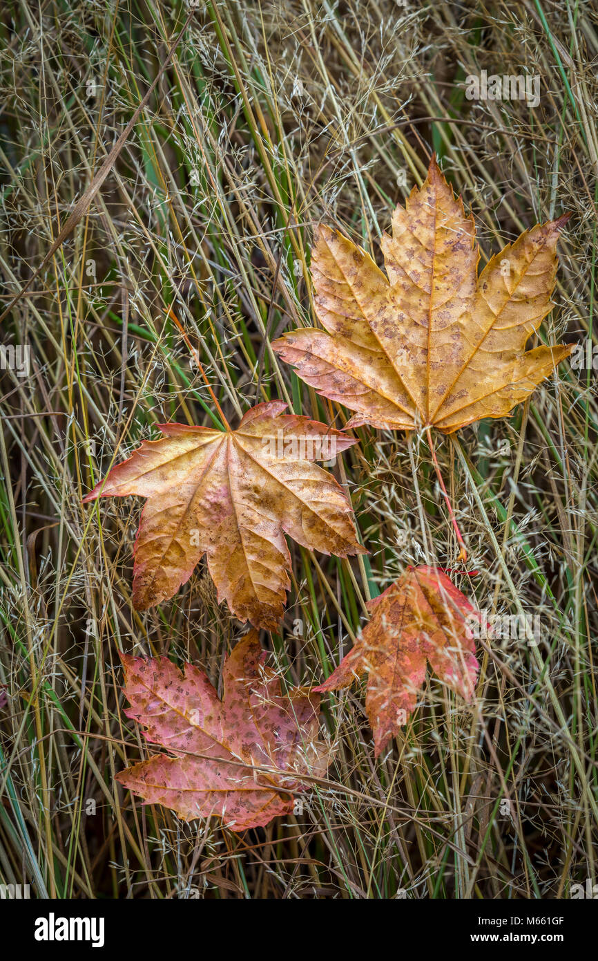 Vite foglie di acero caduto su in prato - Washington, il Parco Nazionale di Olympic, Sol Duc Fiume (2x3) aspetto Foto Stock