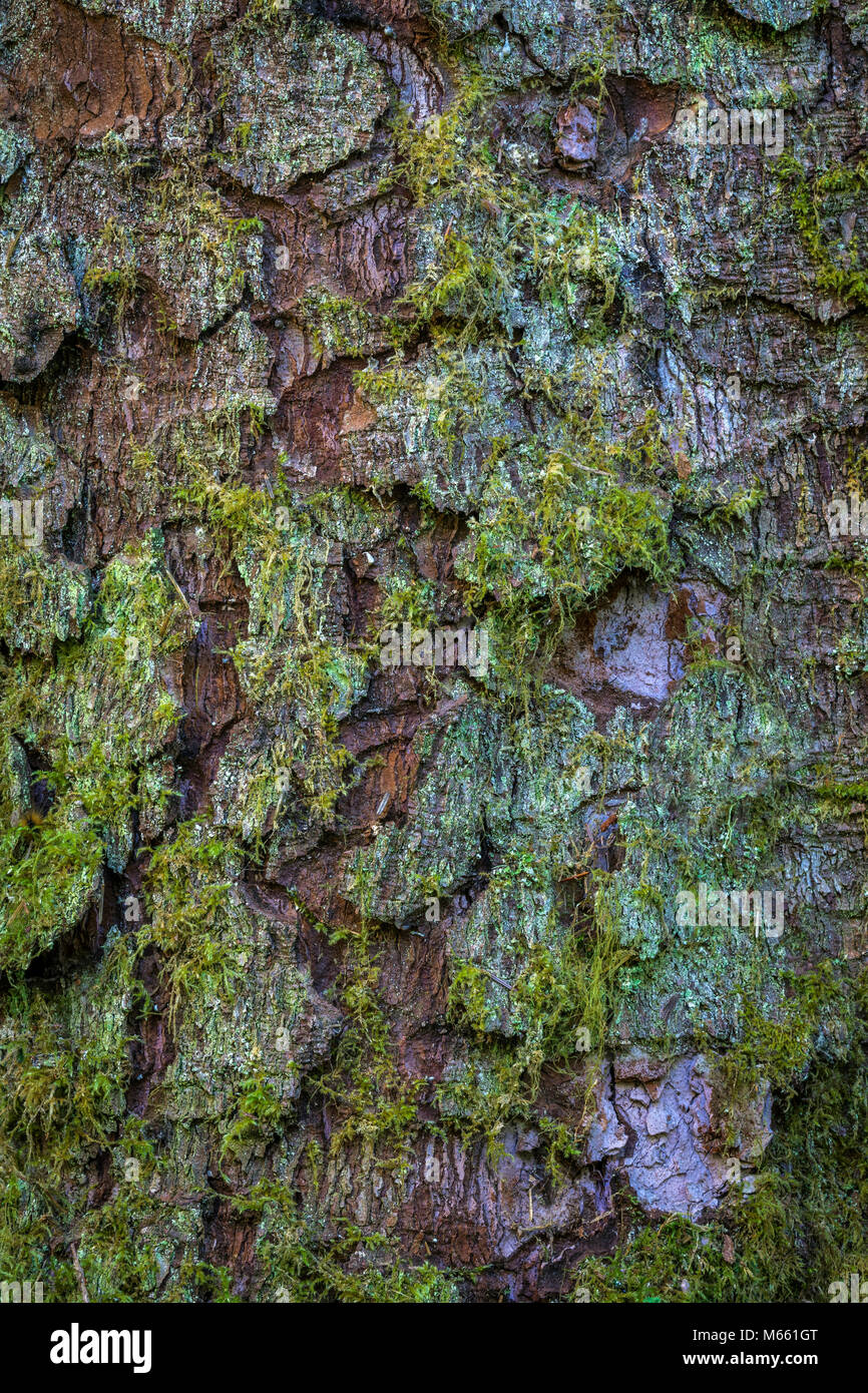 Sitka Spruce corteccia - Washington, Olympic Natinal Park, Quinault River Valley Foto Stock